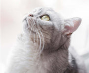 Close-up of a curious gray cat gazing upward, showcasing its vibrant green eyes and fluffy fur.